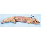 Formalin Mink, 15", Plain
