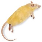 Carolina's Perfect Solution&reg; Preserved Rats, 7"+