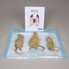 Reproductive Rat Anatomy Kit