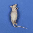 Formalin Mouse, Plain, Pail
