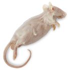 Carolina's Perfect Solution&reg; Mouse, Plain