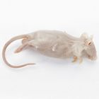 Preserved Rats & Mice