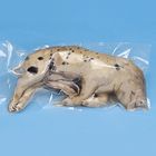 Formalin Preserved Pigs, Single Injection