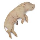 Formalin Preserved Pigs, Plain