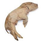 Formalin Preserved Pigs, Double Injection