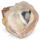 Carolina's Perfect Solution&reg; Preserved Pig Eyes, Plain