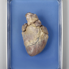 Formalin Preserved Pig Hearts, Plain