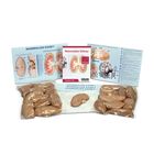 Mammalian Kidney Dissection BioKit&reg;