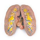 Carolina's Perfect Solution&reg; Pig Kidney, Triple Injection, 1 Per Bag