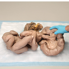 Formalin Pregnant Pig Uterus, Plain, Pail