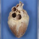 Preserved Demonstration Pig Heart