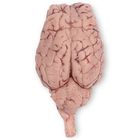 Carolina's Perfect Solution&reg; Preserved Sheep Brains