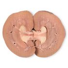 Carolina's Perfect Solution&reg; Preserved Sheep Kidneys