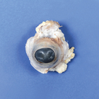 Formalin Preserved Cow Eyes, Plain