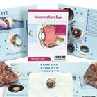 Mammalian Eye Dissection BioKit&reg;