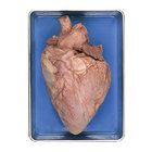 Formalin Preserved Cow Hearts, Base of Aorta Attached, Plain, 4-1/2 lb average