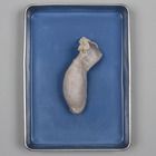 Formalin Preserved Bull Testicles, Plain