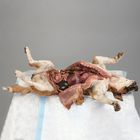 Carolina's Perfect Solution&reg; Dog, Double Injection