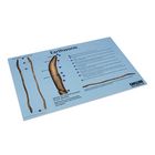 Earthworm Dissection Mat