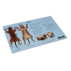  cat Dissection Mat