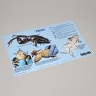 Carolina&reg; Frog Dissection Mat