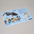 Frog Dissection Mat