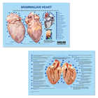 Carolina&reg; Heart Dissection Mat