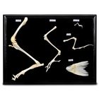 Hind Limb Set