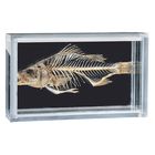 Fish Skeleton