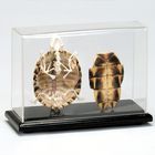 Articulated Turtle Skeleton with Cover