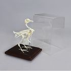 Pigeon Skeleton Articulated