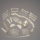 Cat Skeleton, Disarticulated