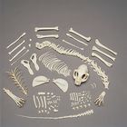 Cat Skeleton Disarticulated