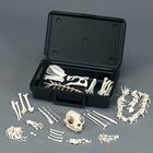 Cat Skeleton, Disarticulated, in Black Plastic Storage Case
