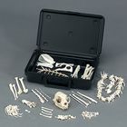 Cat Skeleton Disarticulated In Black Plastic Storage Case