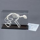 Cat Skeleton, Articulated, with Cover