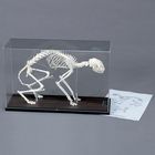 Cat Skeleton Articulated With Cover