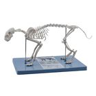 Cat Skeleton Model