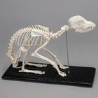 Dog Skeleton Articulated