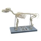 Dog Skeleton Model