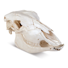 Natural Bone Cow Skull With Mandible