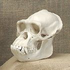 Bone Clones Chimpanzee Skull Adult Male