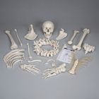 3B&reg; Disarticulated Human Half Skeleton