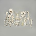 Altay&reg; Disarticulated Human Half Skeleton 