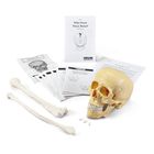 Who Owns These Bones Kit