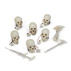 Forensic Geographic Ancestry Human Skulls Set