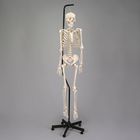 Economy Hang-up Skeleton