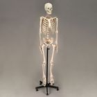 Altay&reg; Economy Plastic Human Skeleton