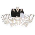 3b Disarticulated Human Skeleton