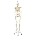 3B&reg; Human Skeleton, Hang-Up